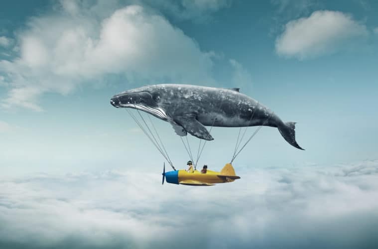 نهنگ‌های اتریوم و بیت کوین